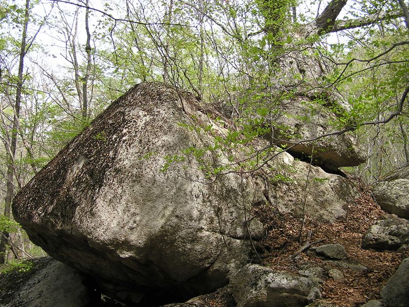 瑞牆山 -- 岩の上に生えた木