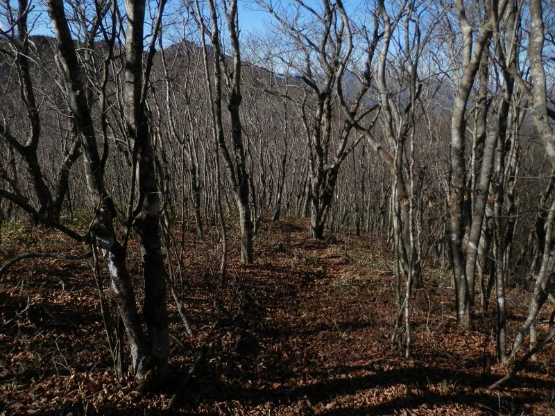 菜畑山から今倉山へ -- まずはこんな落ち葉の下り道