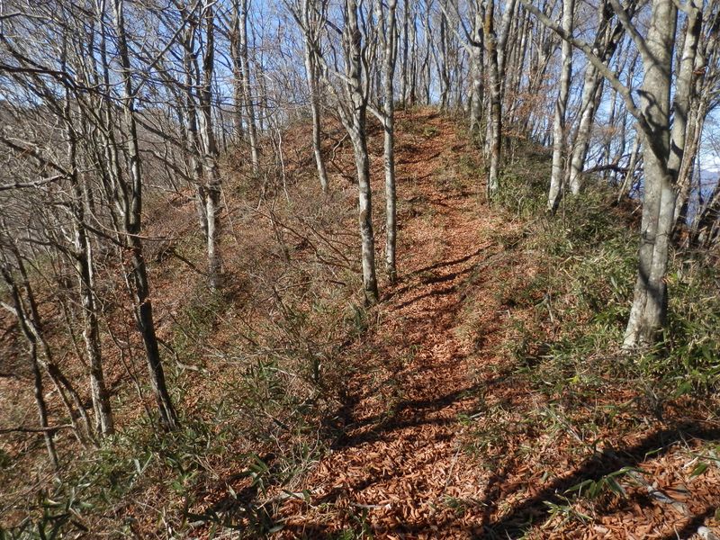 菜畑山から今倉山へ -- そして、こんな登り道