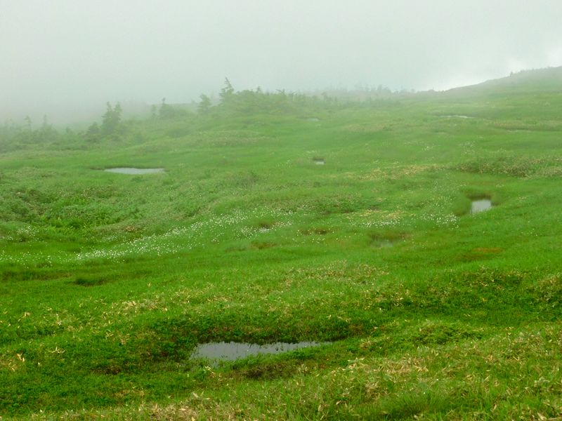山頂湿原の池塘群
