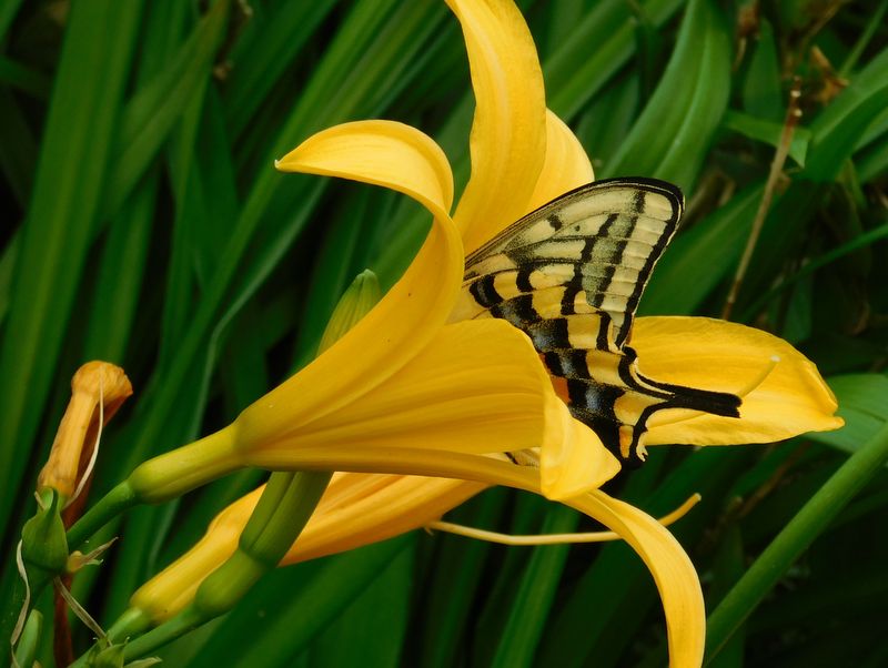 黄色の花と黄色の蝶