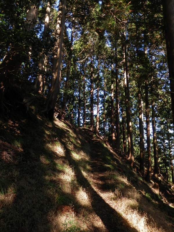 ヒノキの登山道