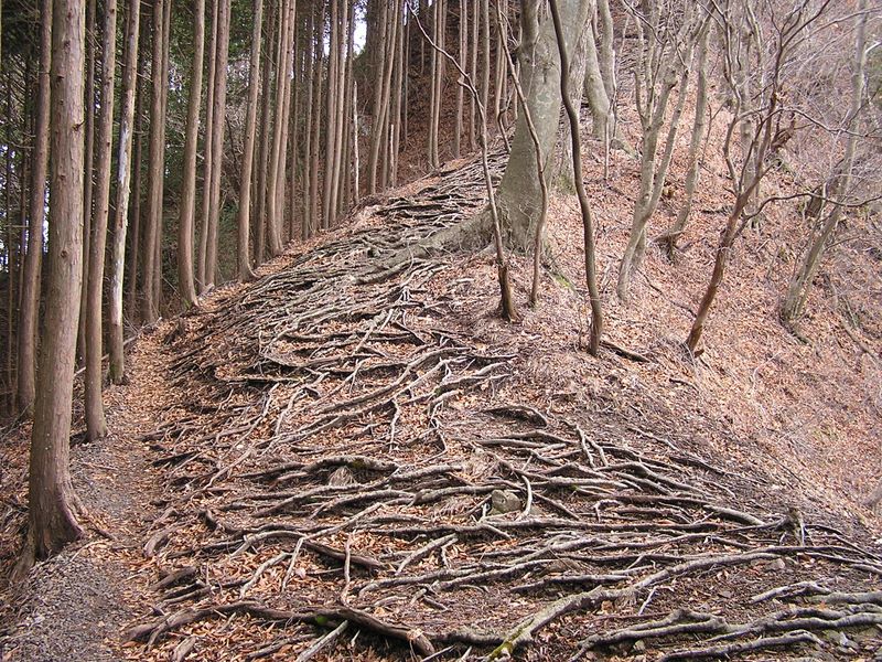 鳴虫山 -- 尾根を護る樹木の根