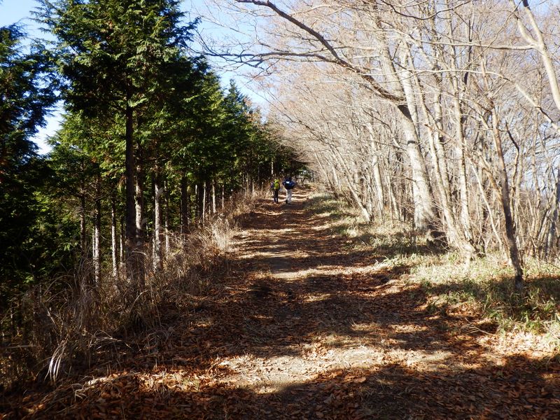 松姫峠へ林道を歩く