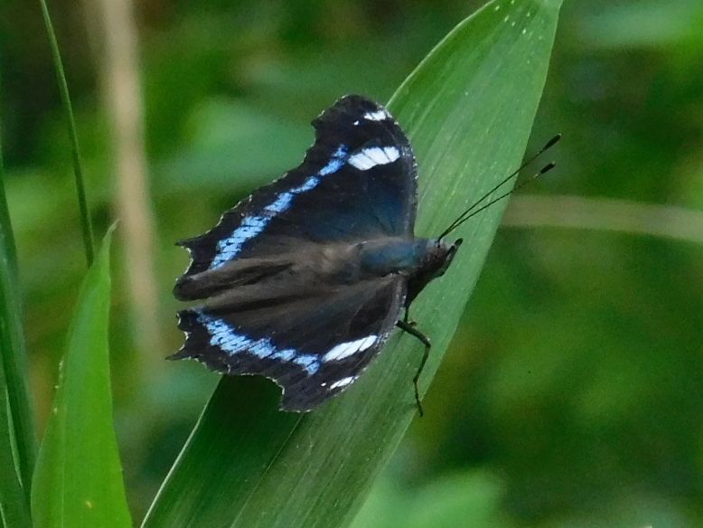 猛スピードで飛び回る黒い蝶は、ルリタテハ