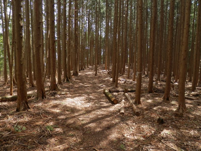 杉と檜の林をテクテク