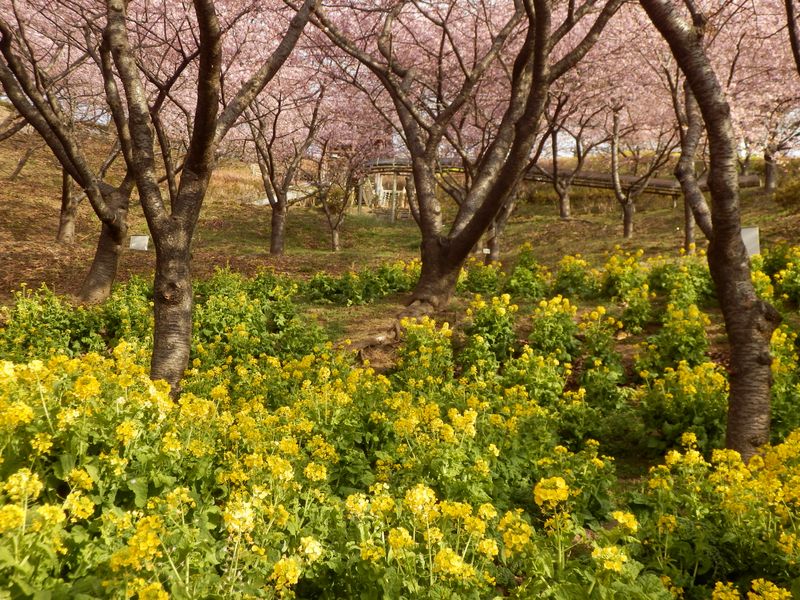 黄色い菜の花とピンクの河津桜