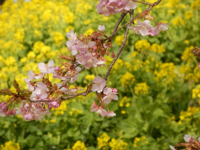 パステルカラーの桜と菜の花