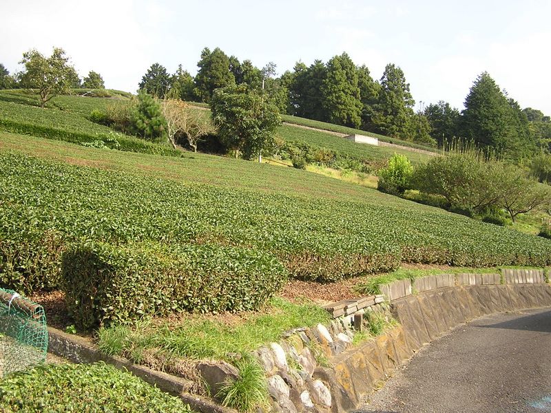 古宿（ふるやど）の茶畑