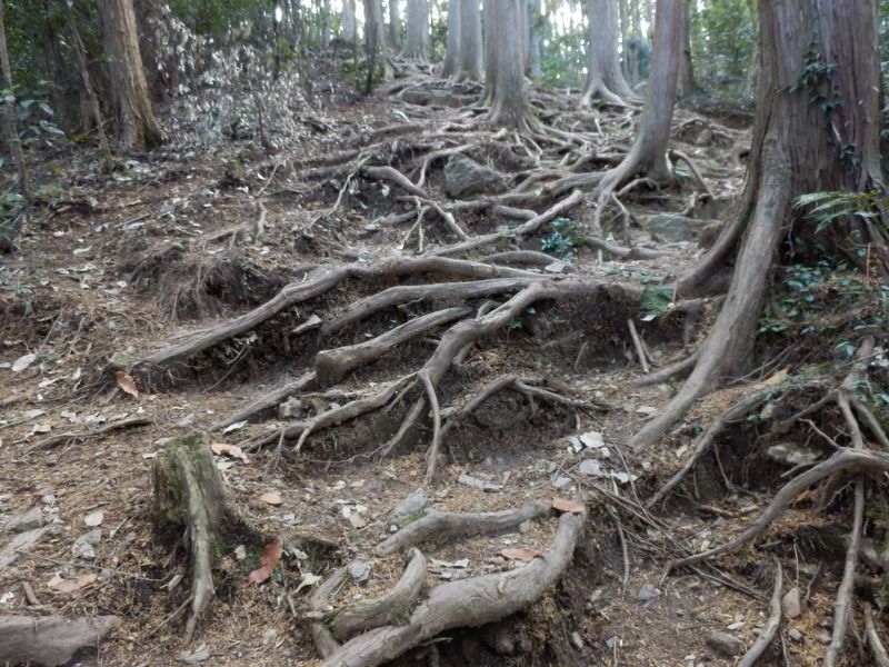 杉や檜の根が露出