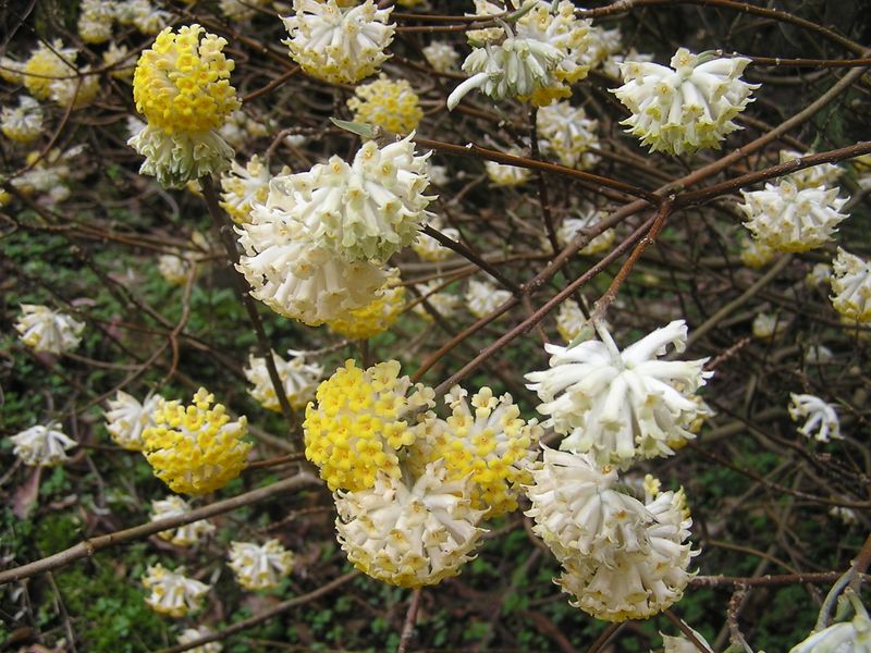 大山ミニアドベンチャー -- あたり一帯にミツマタの花