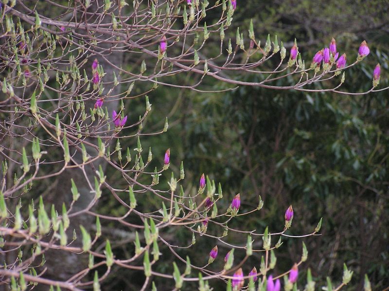大山ミニアドベンチャー -- もうすぐ咲きそうなミツバツツジ