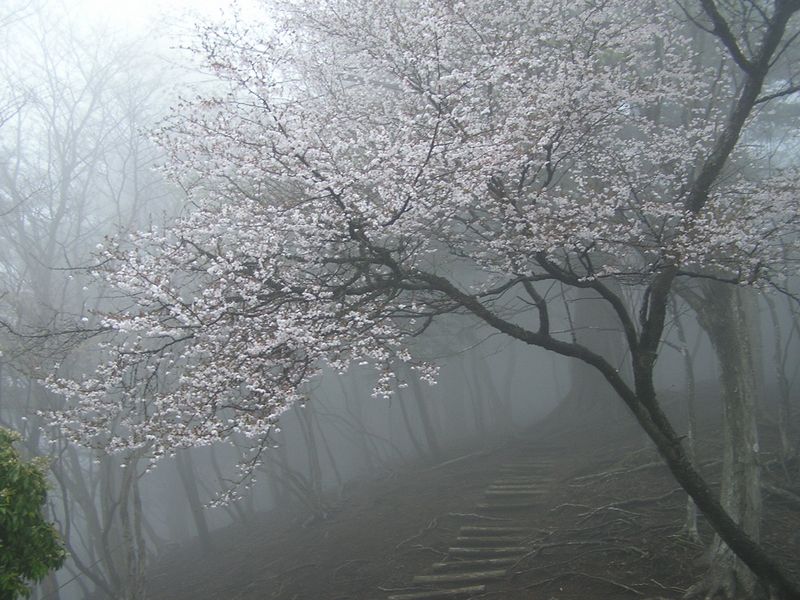 大山ミニアドベンチャー -- 唐沢峠に戻ってくると、あのサクラが霧に包まれていた