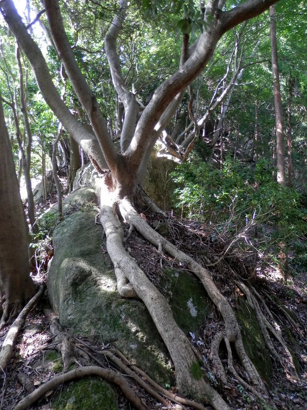 大きな岩を抱えた木