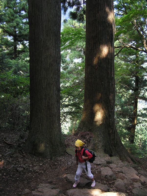 大山 -- 素晴らしい杉の木がたくさん