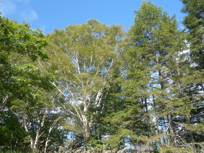 乙女高原 -- ヨモギ頭（標高1725m）付近の混合樹林