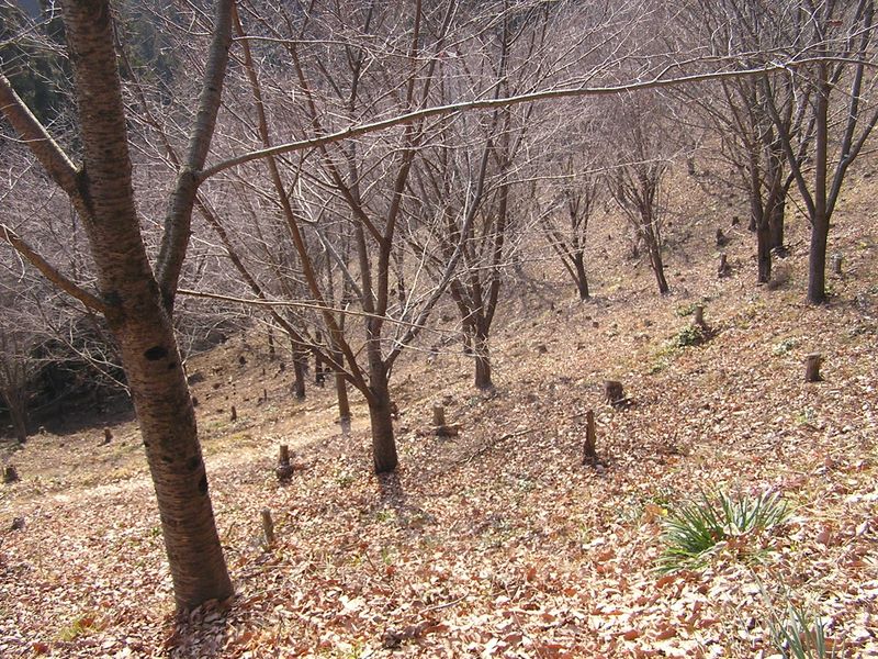 青梅丘陵 -- 桜の木を植えるために、自然の木をたくさん伐採したのかな