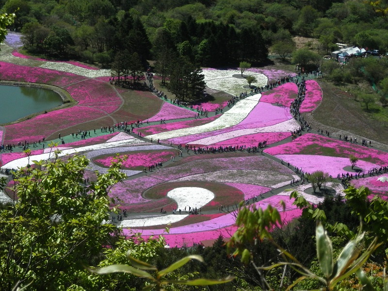 「富士芝桜まつり」の会場を望む