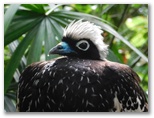 ブラジル鳥の公園とイグアス国立公園 2016