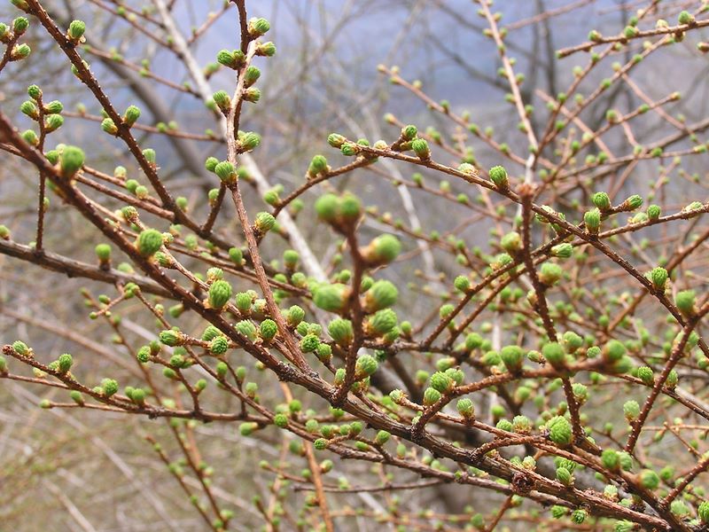 笹子雁ケ腹摺山 -- 緑の豆のような芽