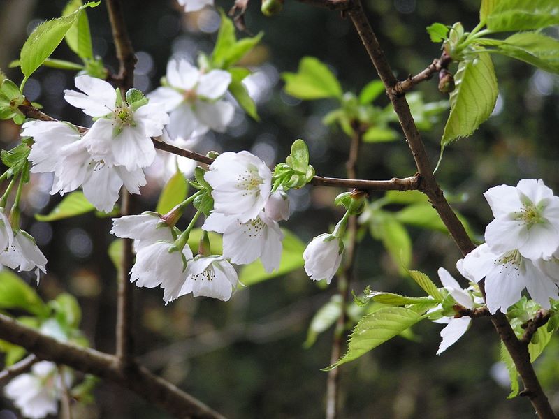 笹子雁ケ腹摺山 -- 花びらの切れ込みがエレガント　やや小柄な桜
