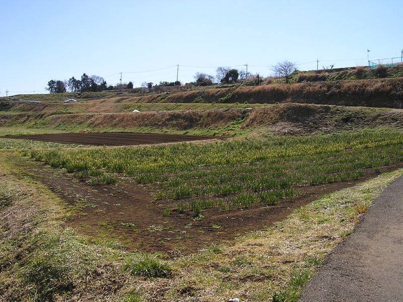 春の畑を見ながら渋沢丘陵へゆっくりと登って行く