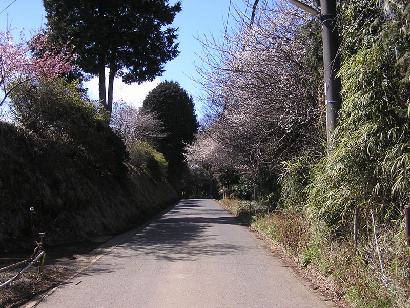 渋沢丘陵と頭高山 -- 栃窪集落では、白梅の下を気持ちよく歩く