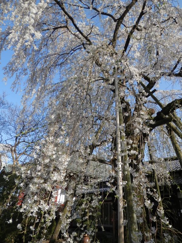 大光寺の枝垂桜を見上げる