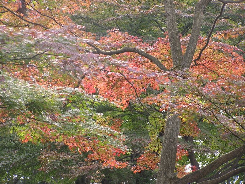 高尾山から城山 -- 紅葉の始まり