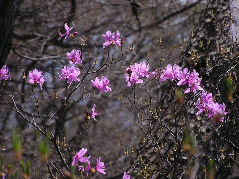 高川山･九鬼山 -- ミツバツツジは、これから次々と咲きます