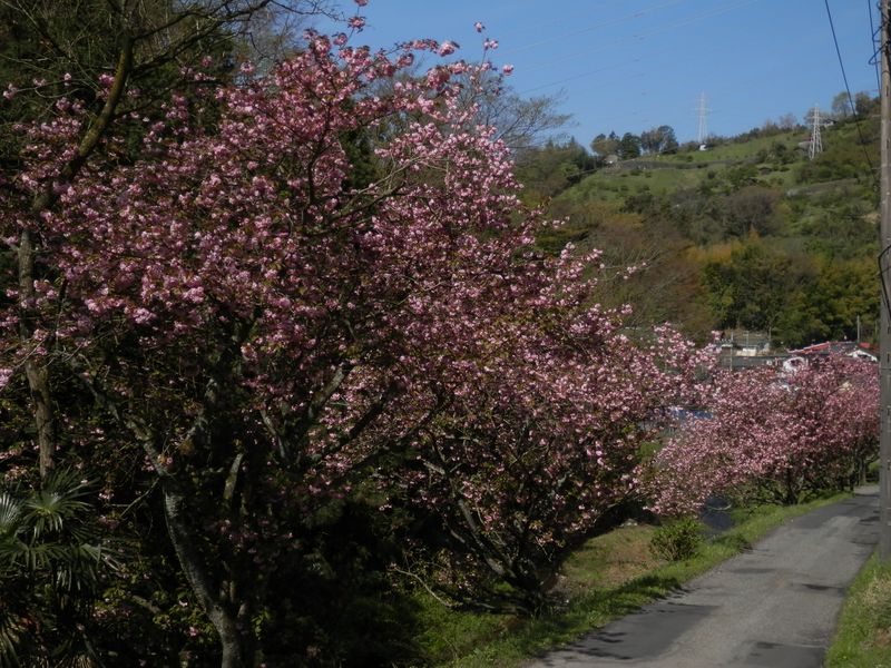 尺里川の土手に植えられた八重桜