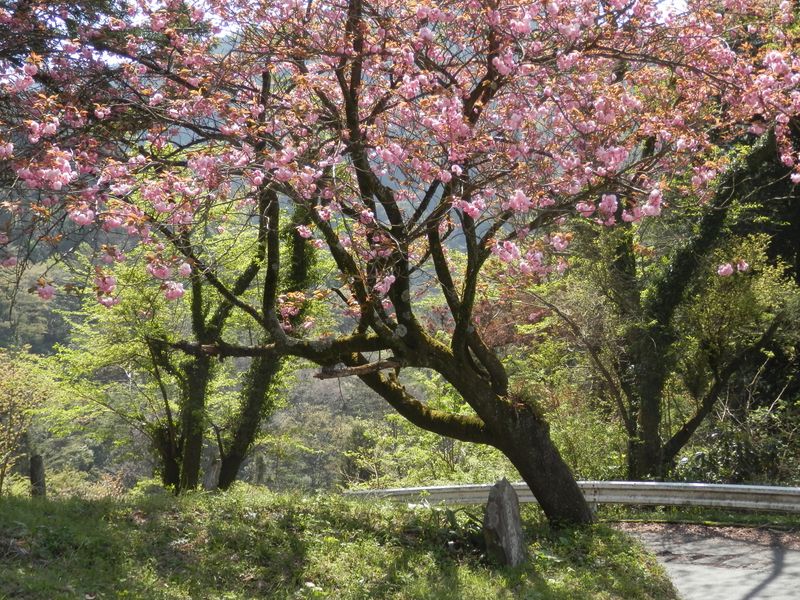 八重桜と石碑