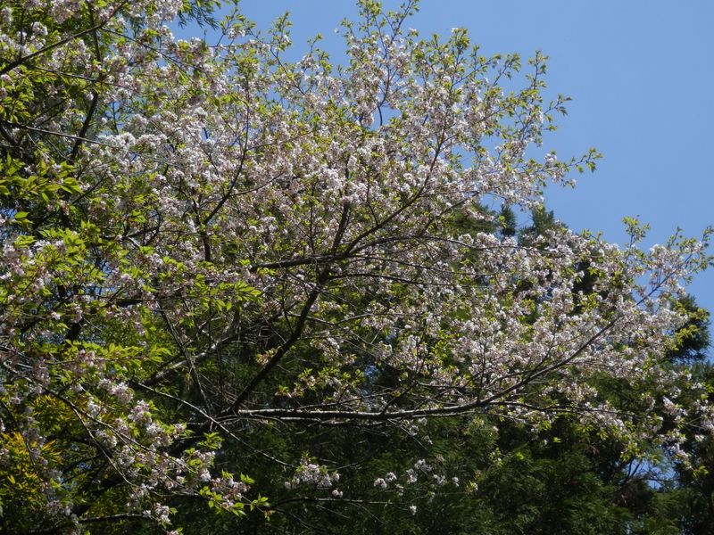 散り際の美を見せる桜