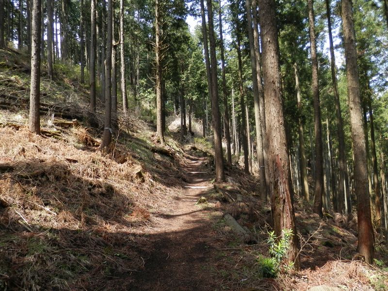 杉と檜の林の中の登山道