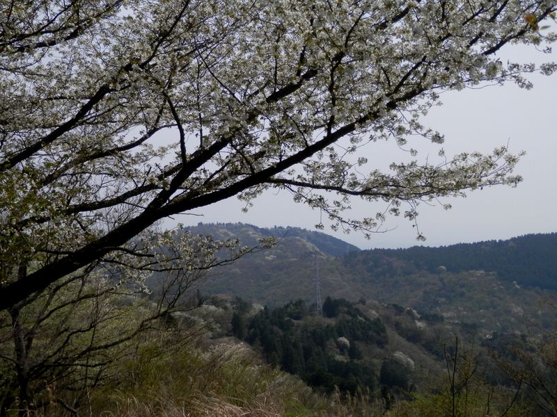 桜爛漫の真弓ヶ丘