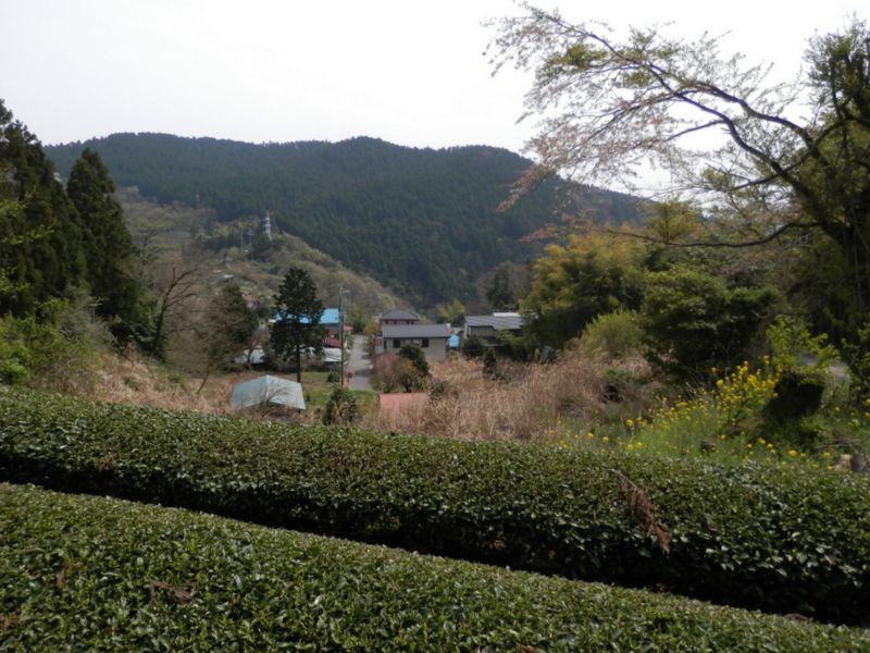 高松集落と茶畑