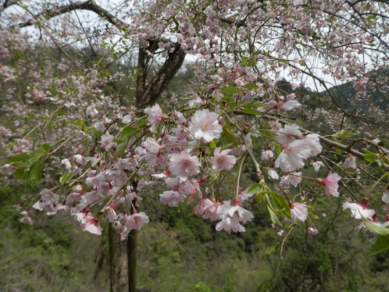 植栽の枝垂れ桜
