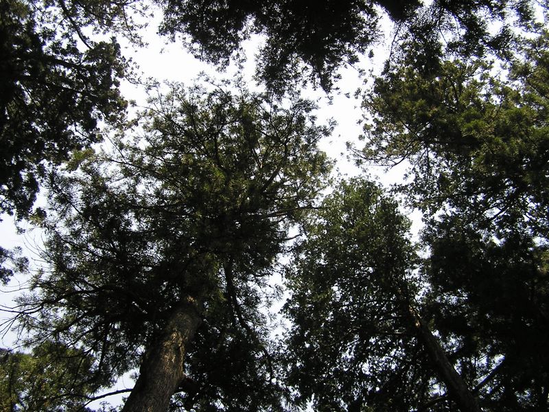 高水三山 -- 見事な杉木立