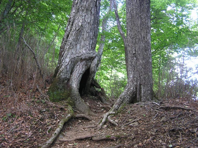 鷹ノ巣山 -- 夫婦樹のような二本の木の間を登山道が通る
