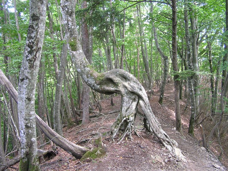 鷹ノ巣山 -- 面白い形の木