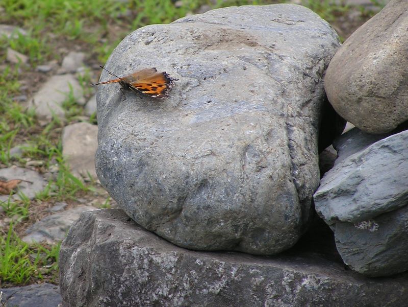 鷹ノ巣山 -- 六ッ石山頂のヒオドシチョウ