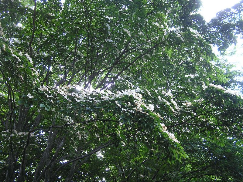 鷹ノ巣山 -- 大きなヤマボウシの木