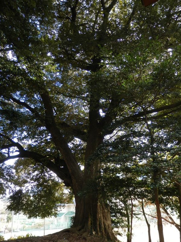 南高尾山稜 -- 保存樹に指定されている、三嶋神社のスダジイ