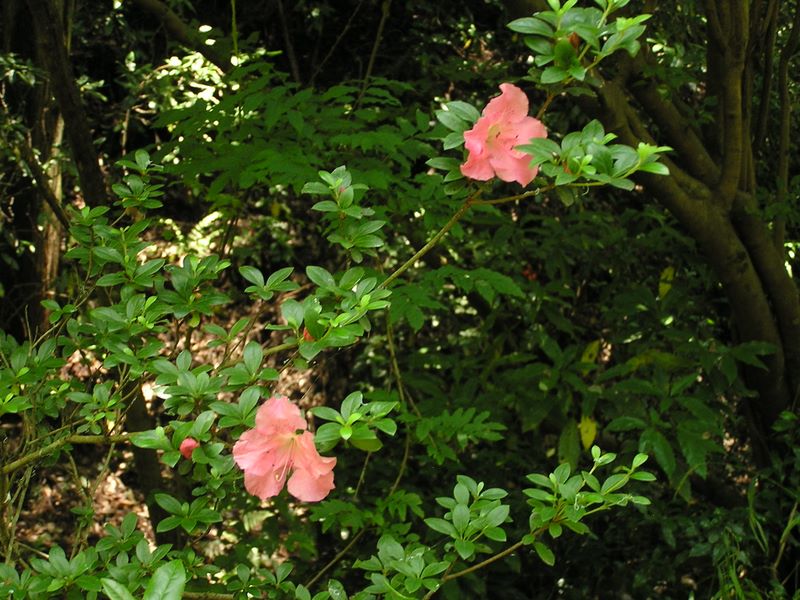 高尾山・いろはの森 -- まだ残っていたヤマツツジの花