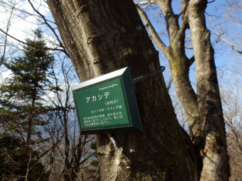 生木に取り付ける標識