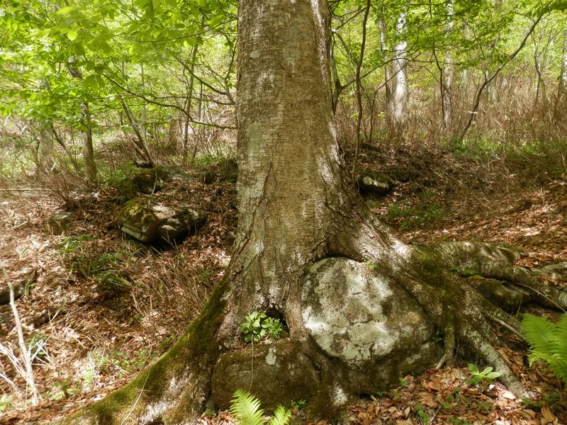 岩を抱えた木