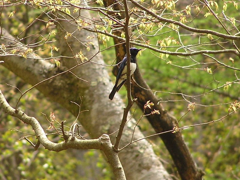 滝子山 -- この鳥、青みを帯びています