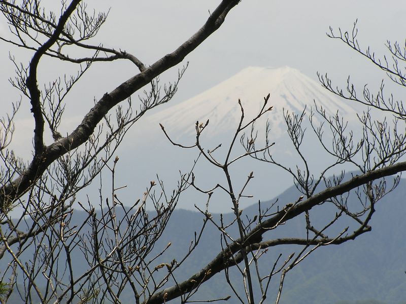 滝子山 -- 朝はくっきり見えていた富士山だったが