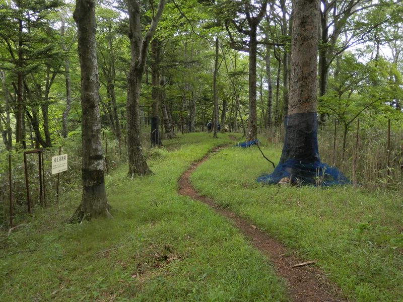 木の樹皮を護る青い網