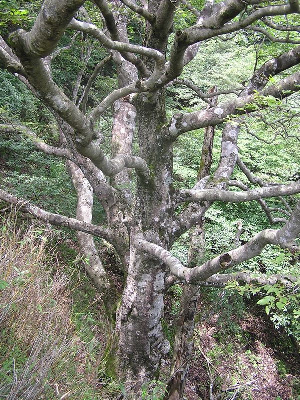 丹沢表尾根 -- 動き出しそうな木
